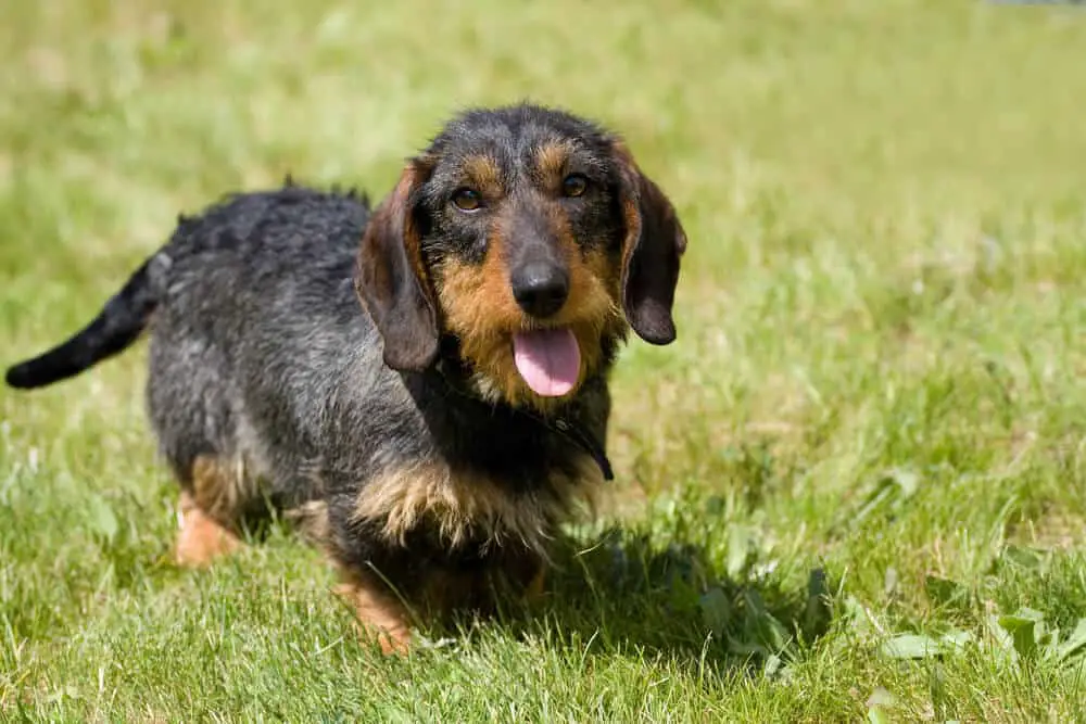 Wiry coated Dachshund standing in grass