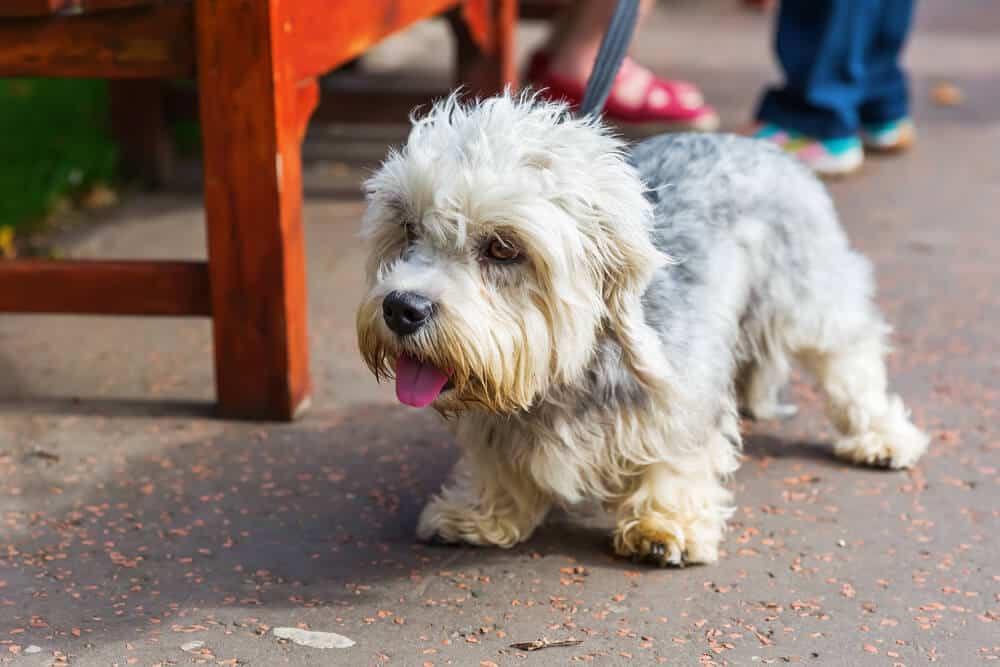 a Dandie dinmont terrier on a leash