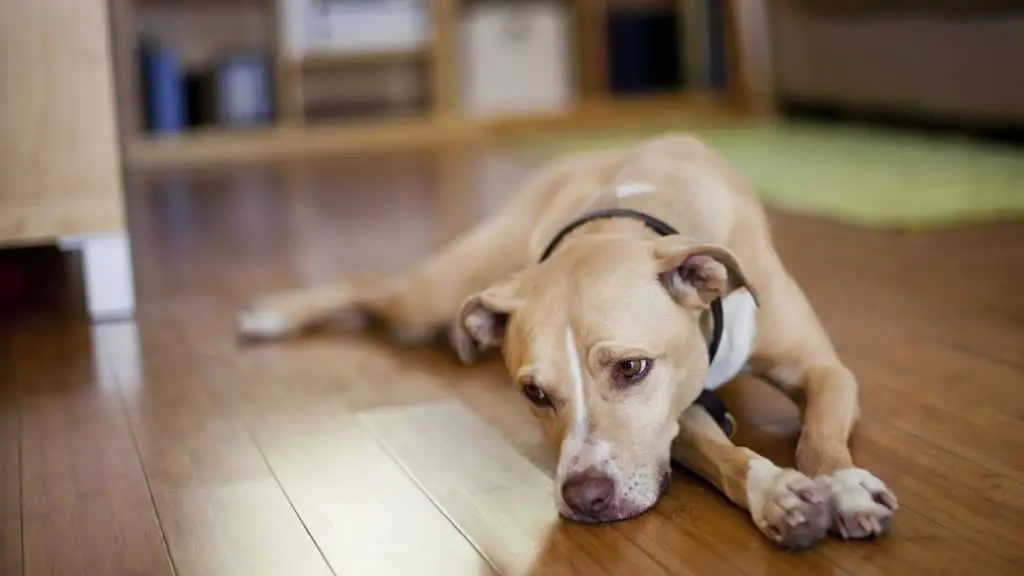 Depressed dog lies on the ground