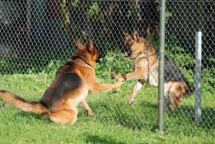 Dog behind a fence