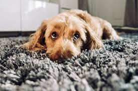 Dog bored on the carpet