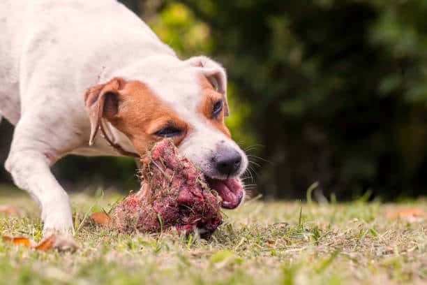 Dog chewing on a bone in the grass