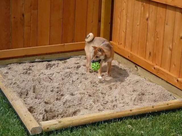 Dog in the sand