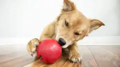 Dog playing with kong