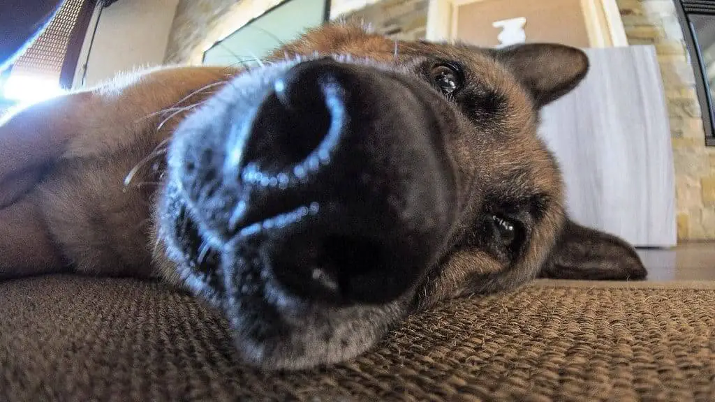 Dog on the floor showing his wet nose