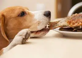 Dog stealing a bone from the table