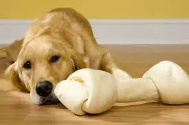 Labrador with a Rawhide bone