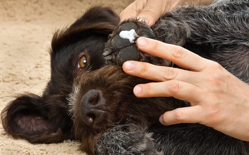 Dog with lotion on his paw