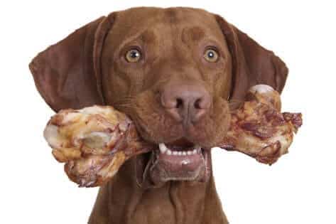 Dog with a raw bone in his mouth