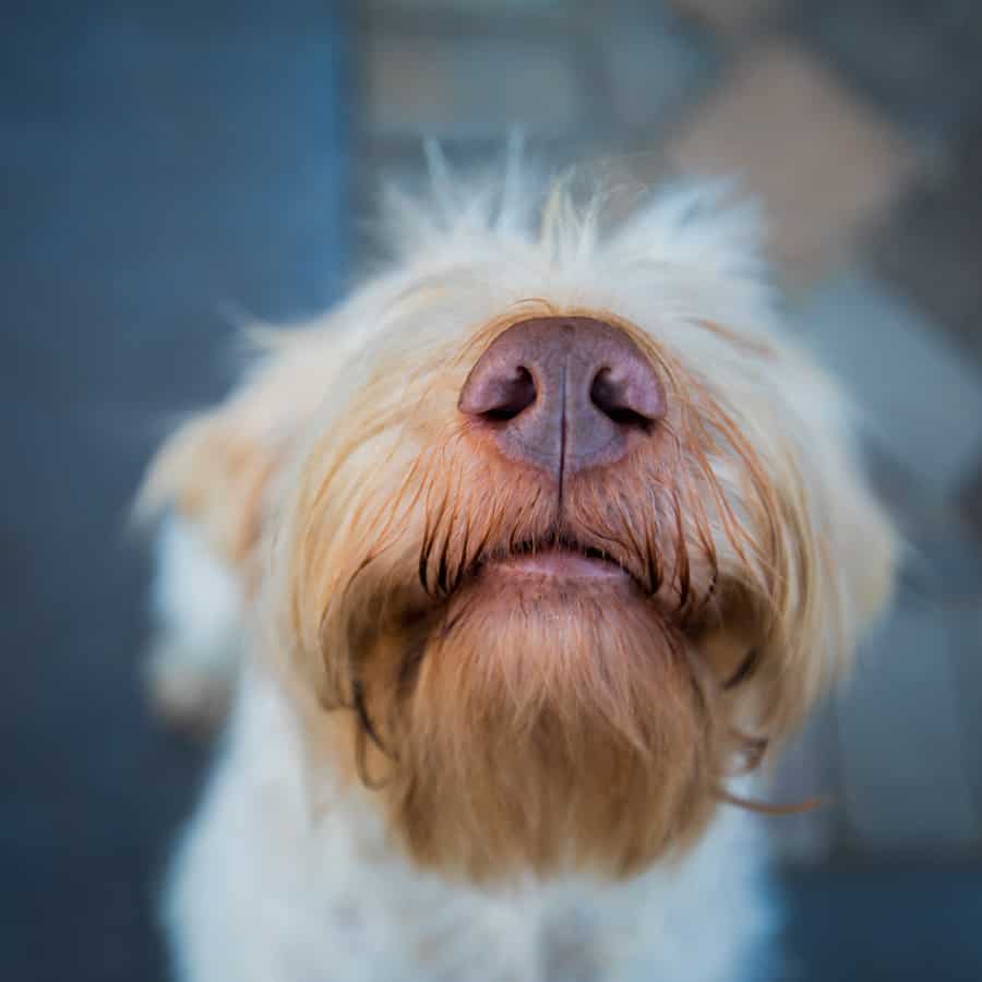 Dog with a sunburned nose