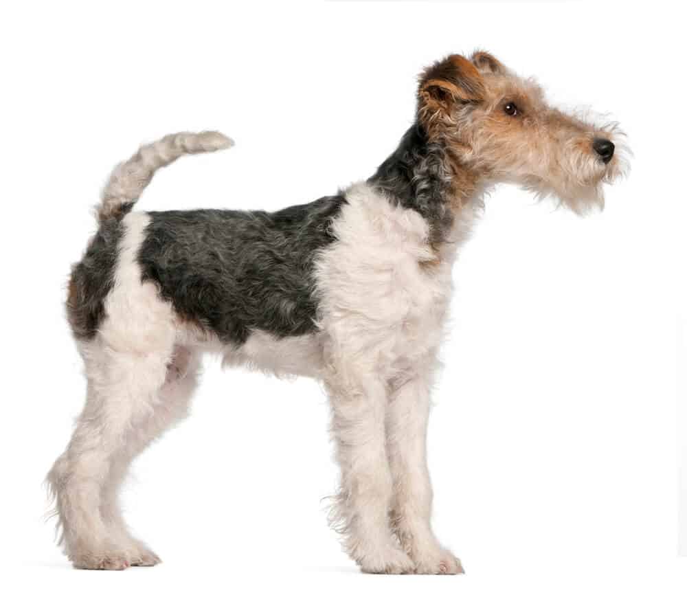 Fox Terrier puppy