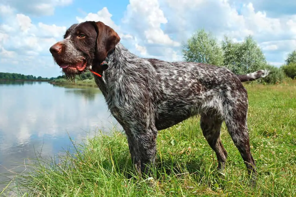 German Wirehaired Pointer standing in grass looking at the water