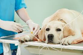 Dog receiving treatment