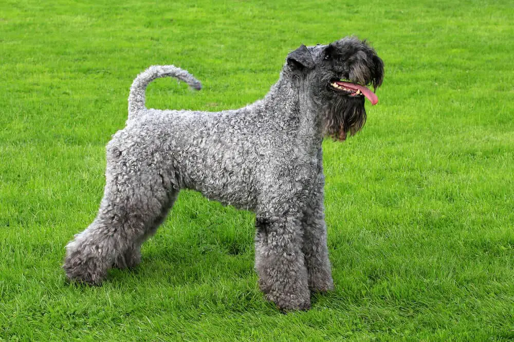 Irish Kerry Blue terrier standing in the grass