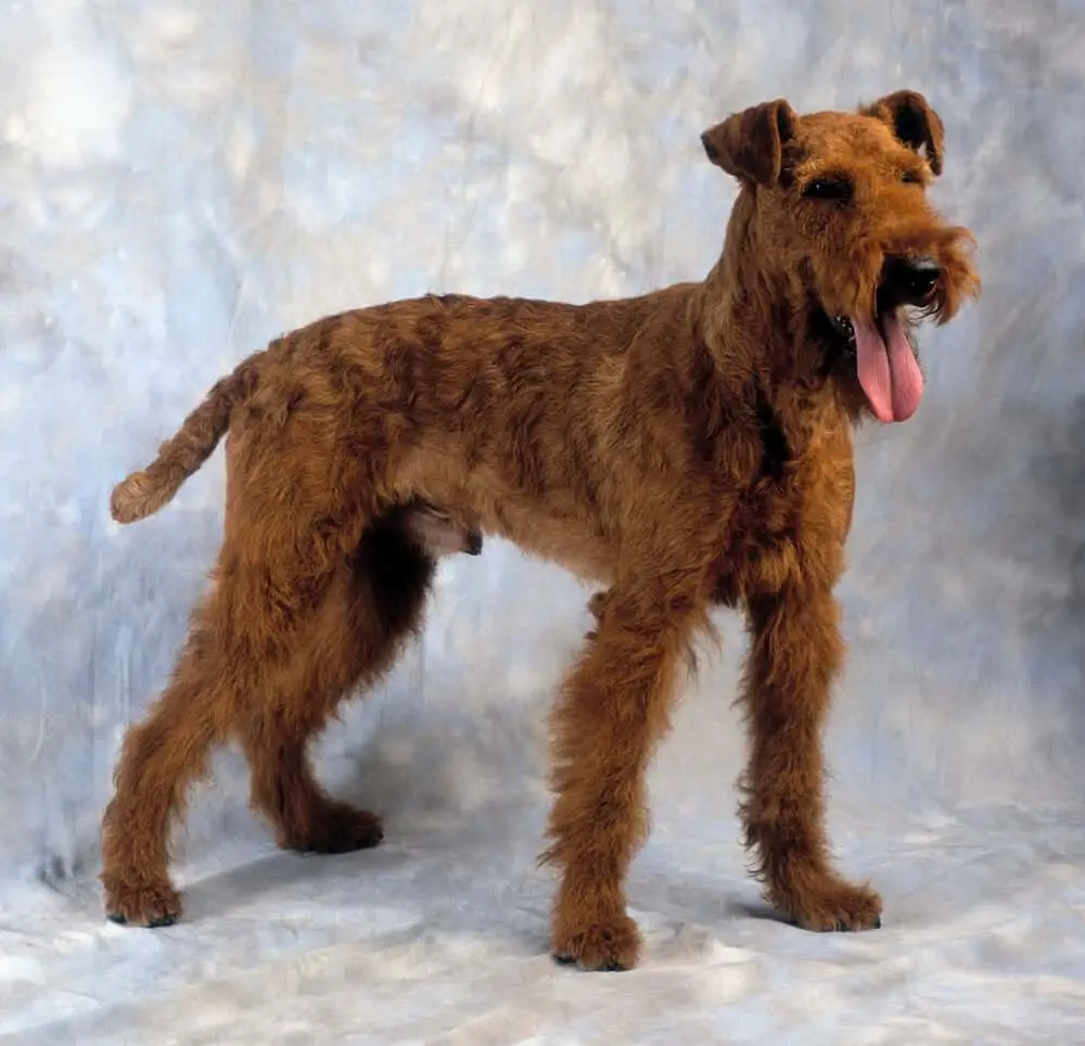 Irish terrier