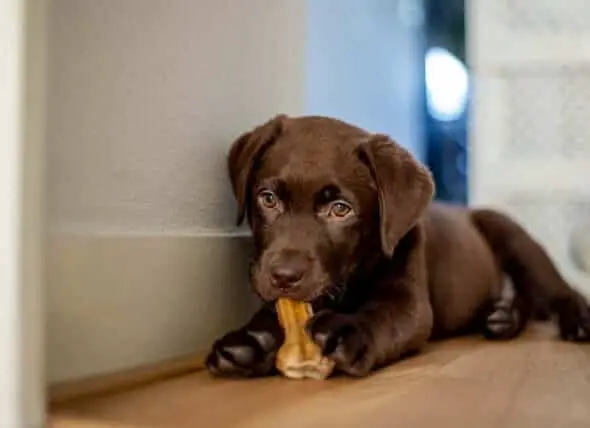 Labrador pup chewing on a bone
