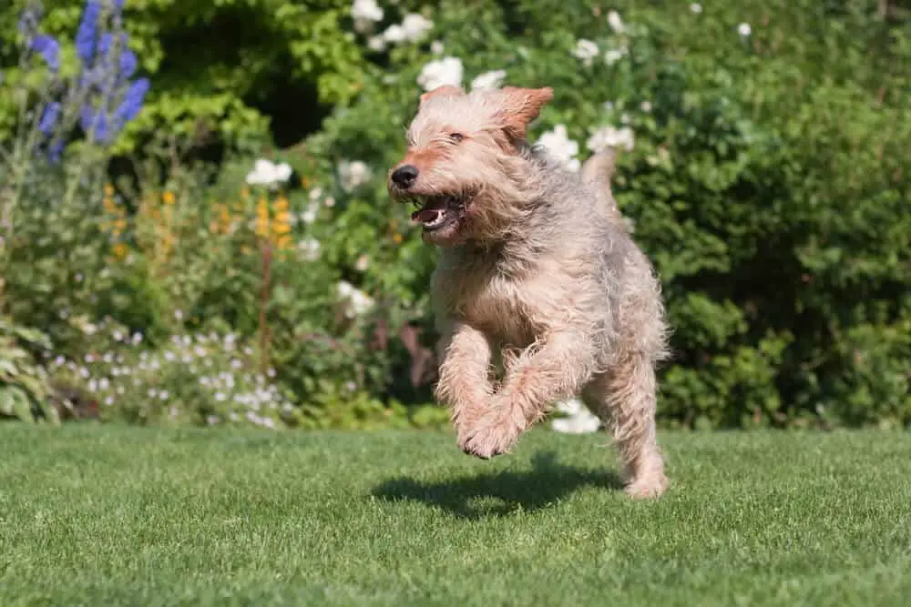 Otterhound running