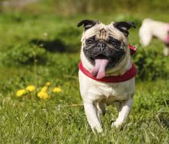 Pug with a heatstroke