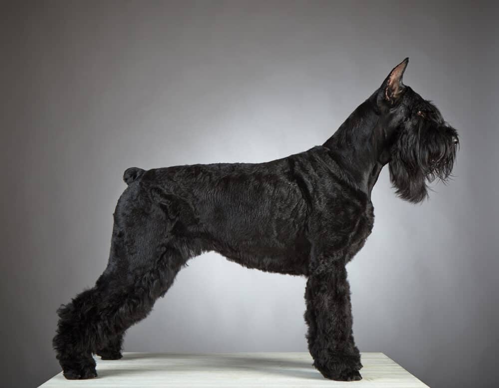 Black Schnauzer