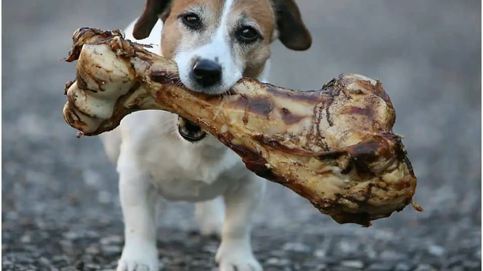 Small dog with large bone in his mouth