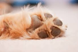 dog paw