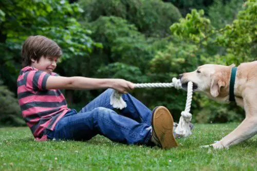 Dog playing Tug-of-war with a kid