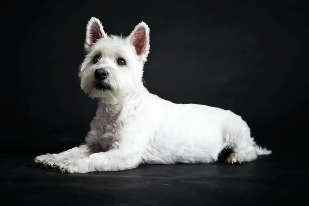 West Highland white terrier on a black background