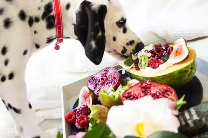 black and white dalmatian puppy eating fruits