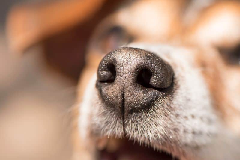 Close-up of a dog with a dry nose