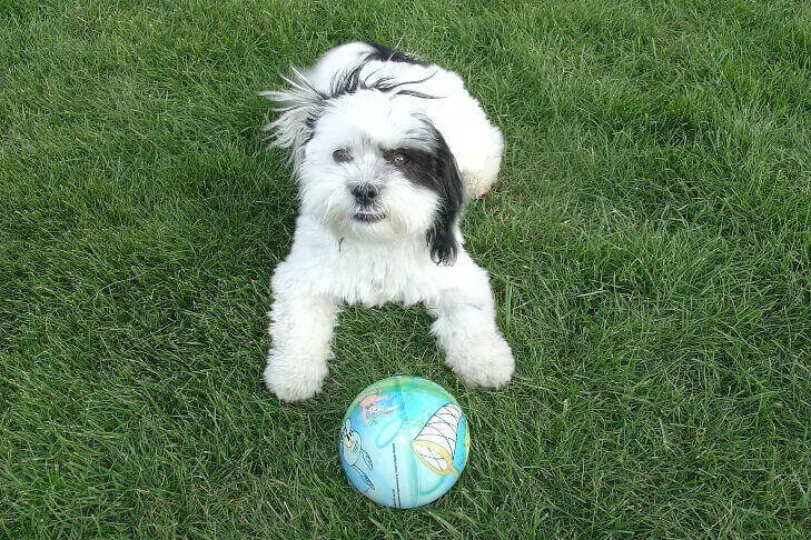 Dog backyard playing with bal