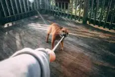 Dog biting rope of a person holding it
