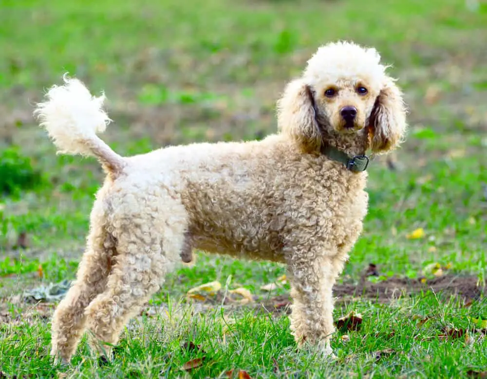 Poodle standing in grass