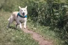 Dog with teal collar running outside