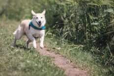 Dog with teal collar running outside