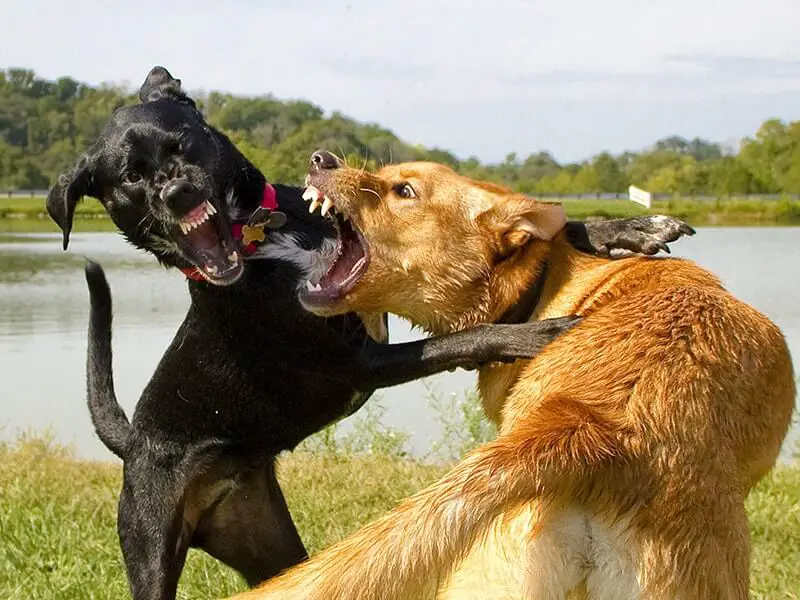 Aggressive dogs fighting