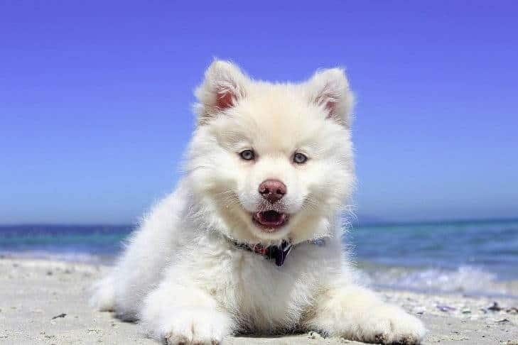 Beautifull white Finnish Spitz Puppy