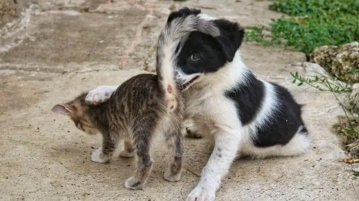 Border Collie puppy playing with cat