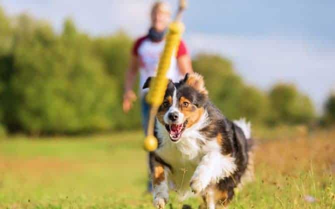 Dog playing with his owner