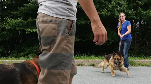 Dog receives training