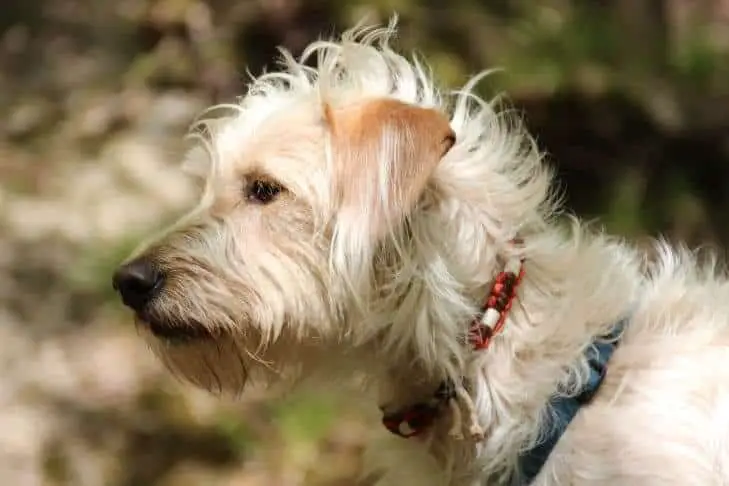 Dog showing his flea collar