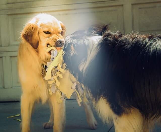 Dogs growling at each other