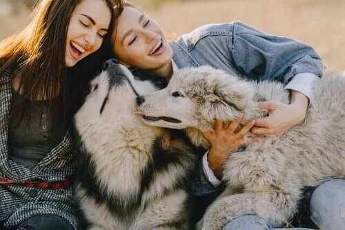 Husky dogs showing love to happy girlfriends