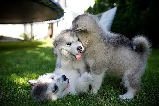 Puppies playing