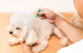 Putting Tick Removal Fragrance on Puppy