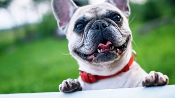 close-up of an adult French Bulldog