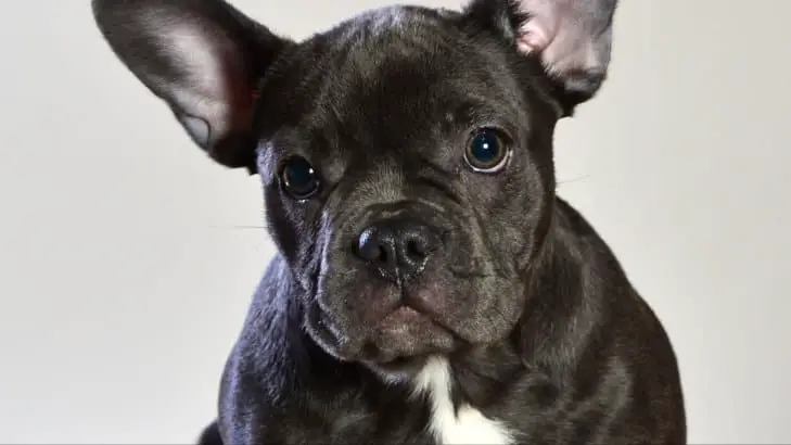 When Do French Bulldogs Ears Stand Up? - HumbleDogs