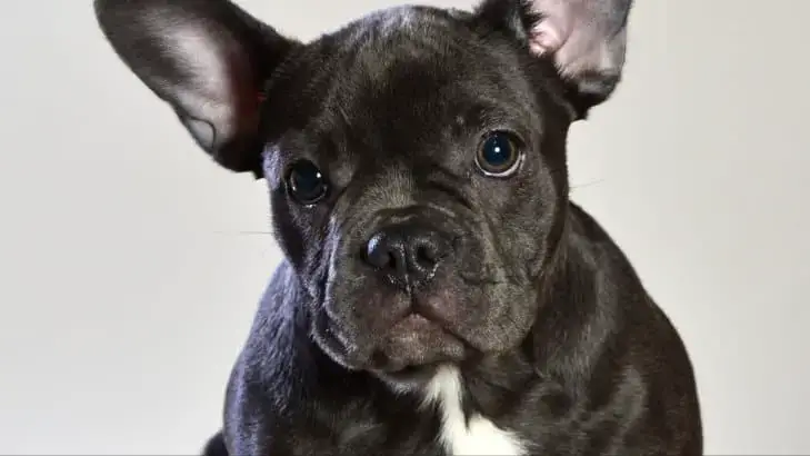 how do french bulldogs ears stand up
