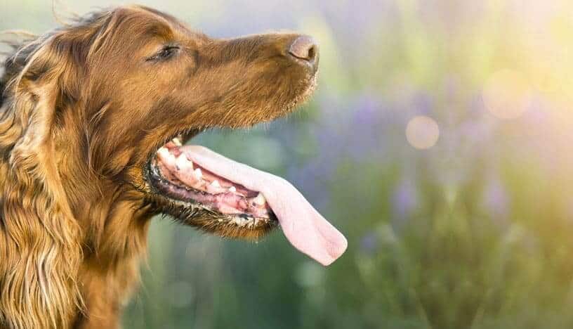 Adult dog panting