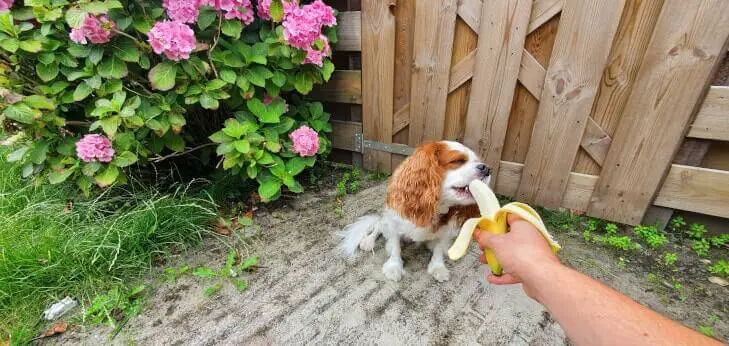 Dog eating a banana from a hand