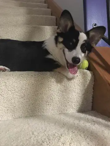 what age can puppies do stairs